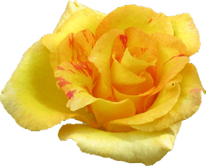 Yellow PNG