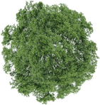 Tree Plan PNG