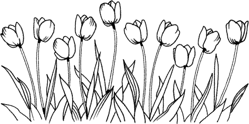 Flowers For Drawing PNG