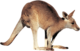 Kangaroo PNG