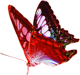 Red Butterfly PNG