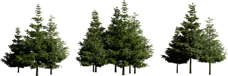 Conifer Tree PNG
