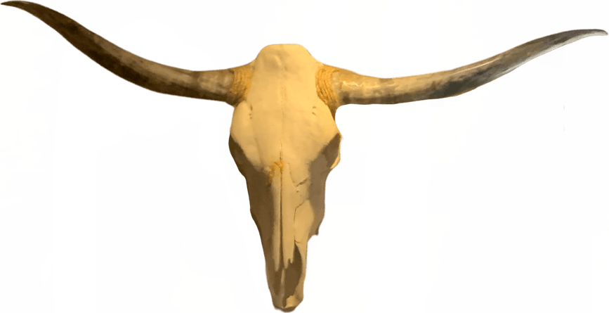 Bull Skull PNG