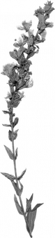 Dry Flower PNG