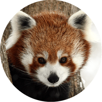 Red Panda PNG
