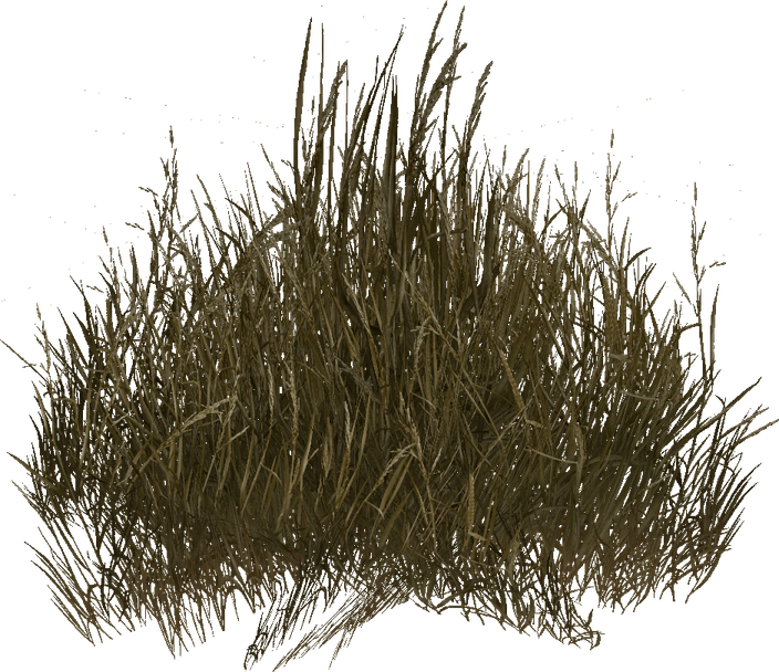 Desert Grass PNG