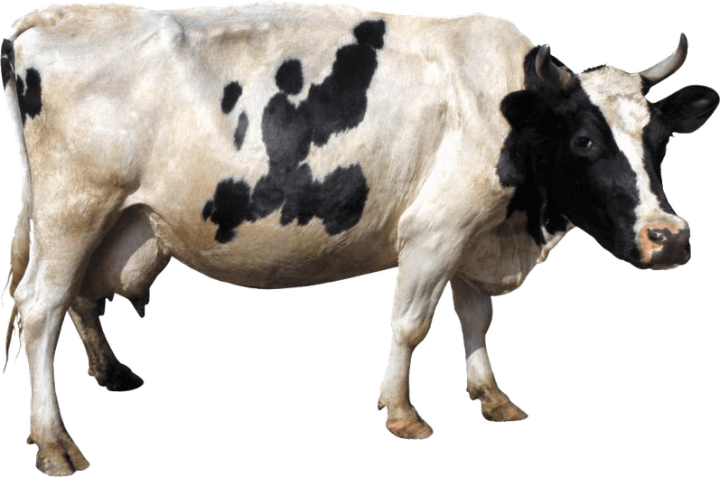 Mammal PNG