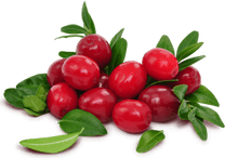 Cranberry PNG