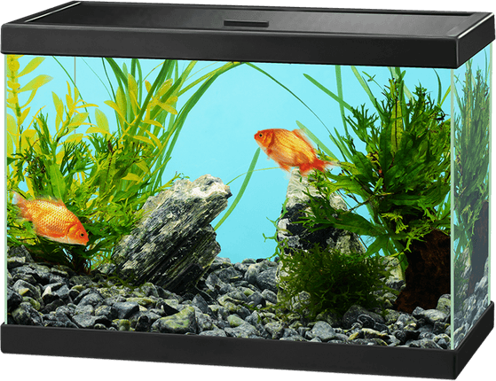 Fish Tank PNG
