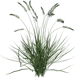 River Grass PNG