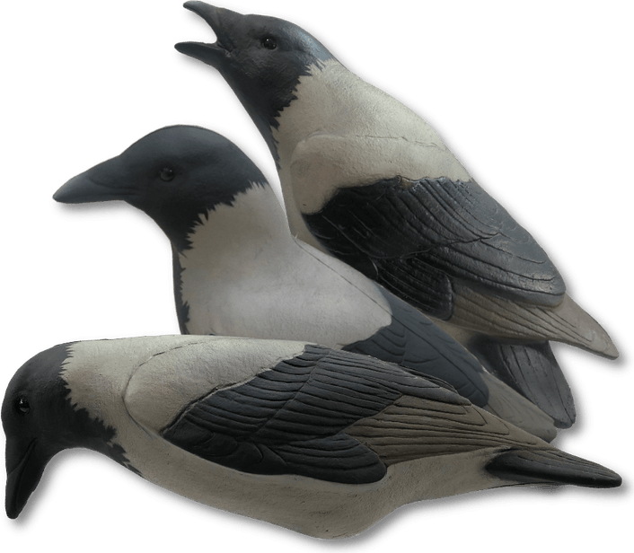 Hooded Crow PNG