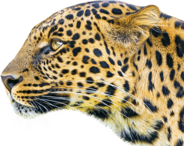 Leopard PNG