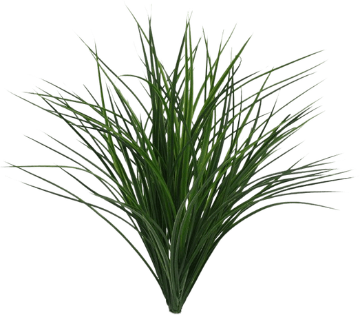 Bamboo Grass PNG