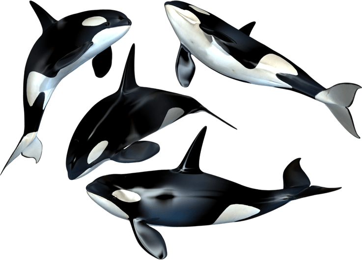 Killer Whale PNG