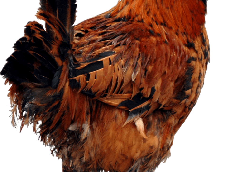Chicken Clip Art PNG