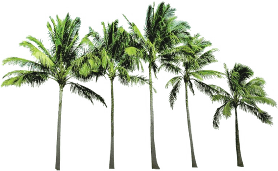 Tropical Tree PNG