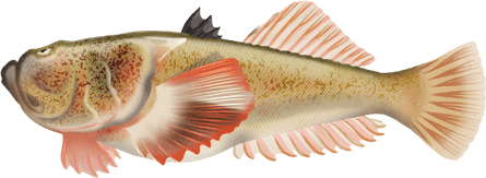 Stargazer Fish PNG