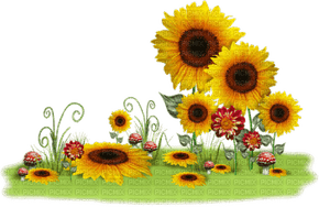 Sunflower Border PNG