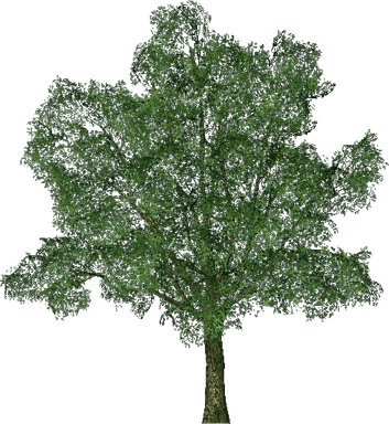 Oak Tree PNG
