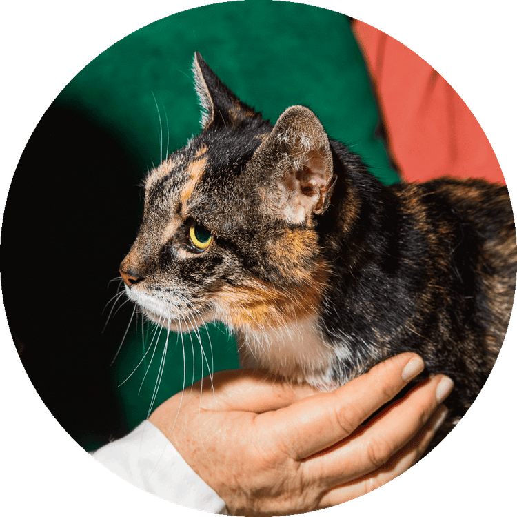 Cat Circle PNG