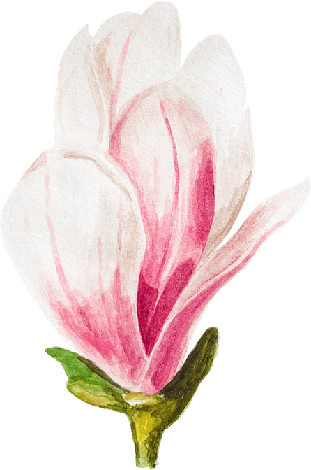 Magnolia Flower PNG