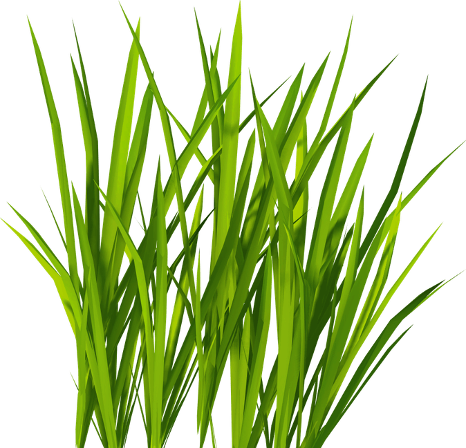 Cartoon Grass PNG