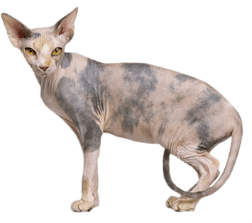 Bald Cat PNG