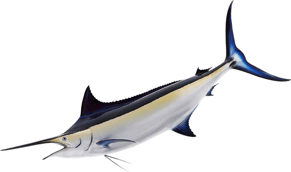 Marlin Fish PNG