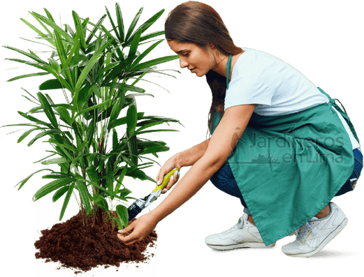 Palmera PNG