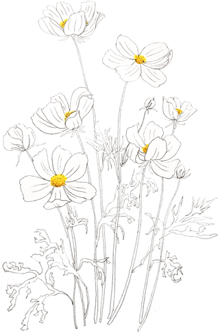 Cosmos Flower PNG
