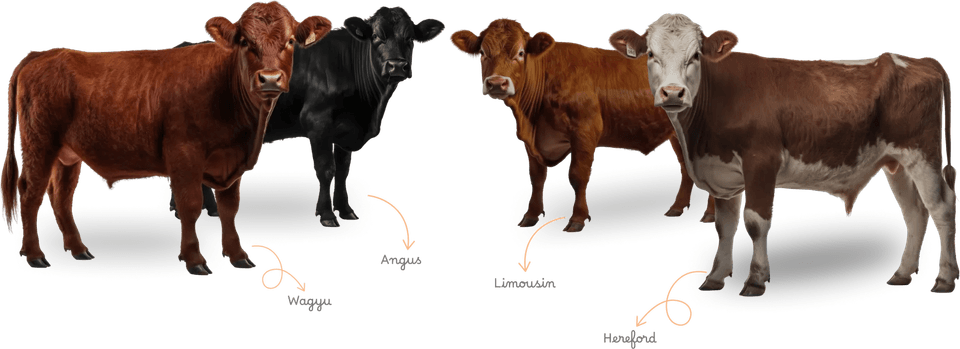 Beef Cow PNG