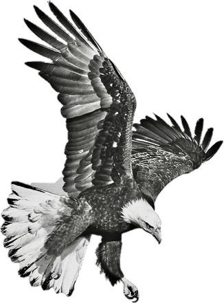 Eagle Black And White PNG