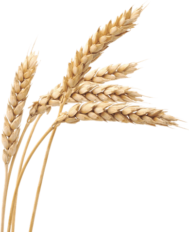 Grain PNG