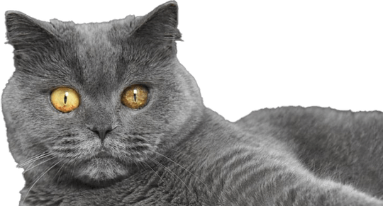 British Shorthair Cat PNG