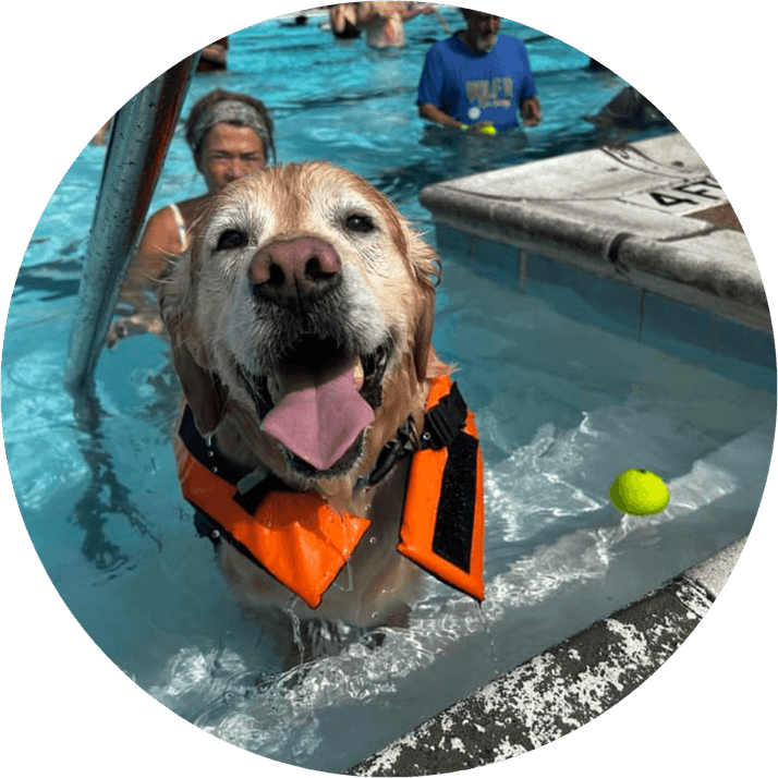 Swimming Dog PNG