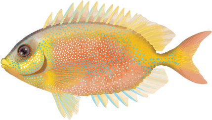 Rabbit Fish PNG