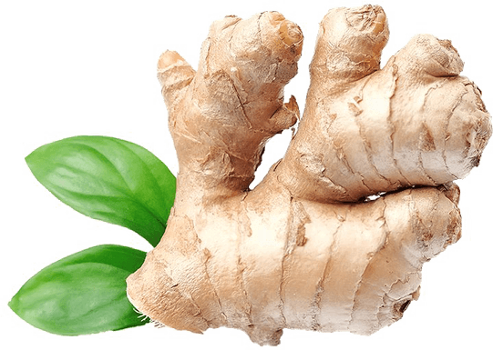 Galangal PNG