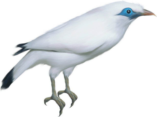White Bird PNG