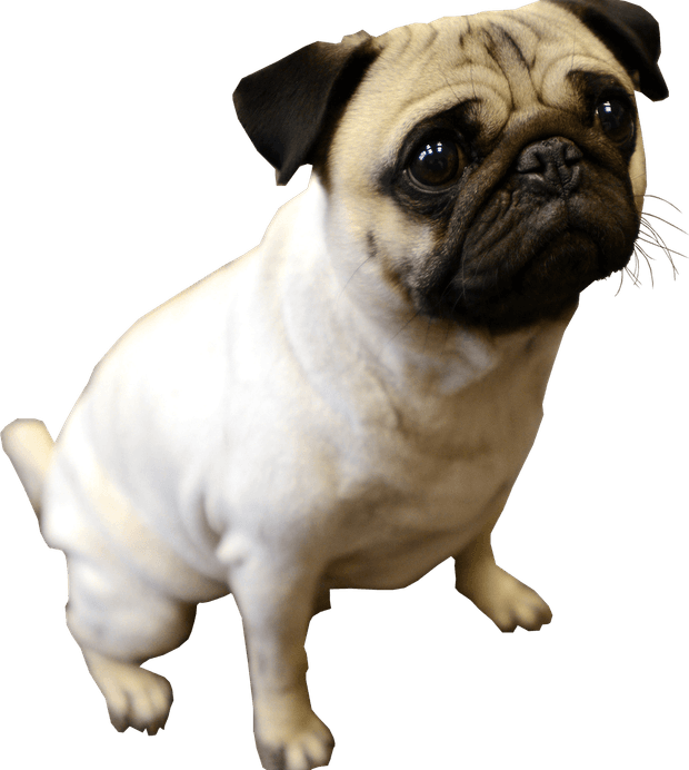 Pug PNG
