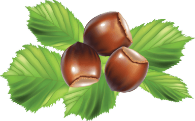 Hazelnut PNG