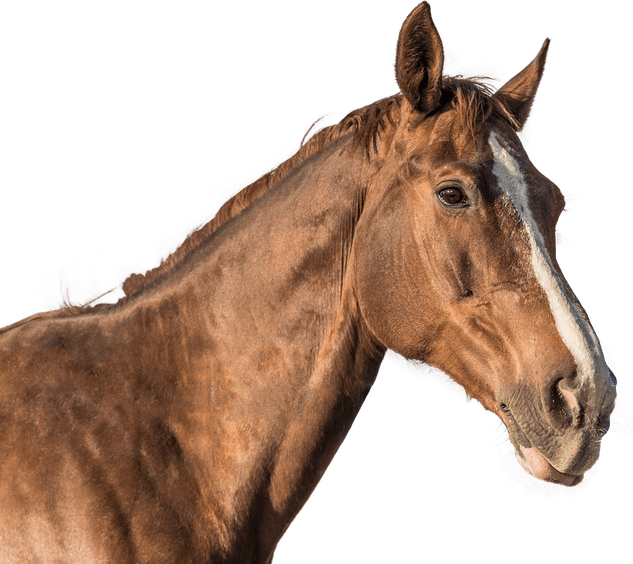 Horse Head PNG