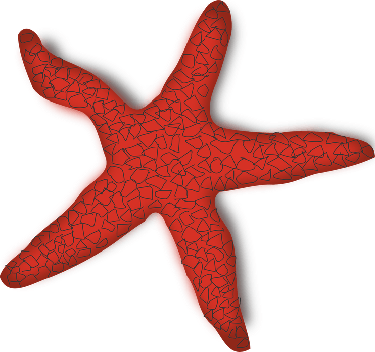 Starfish PNG