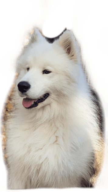 Samoyed Dog PNG