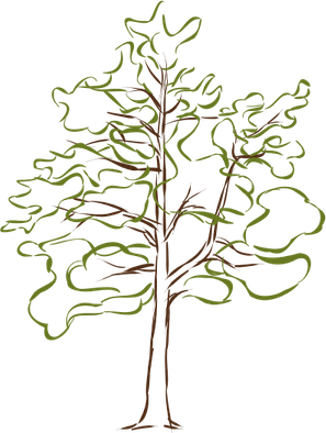Oak Tree PNG