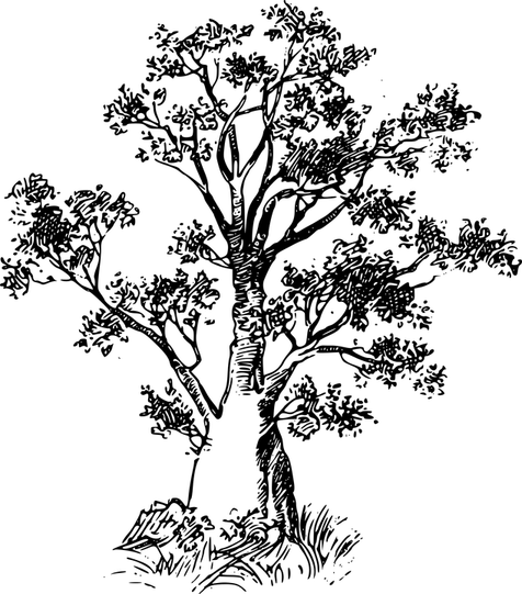 Baobab Tree PNG
