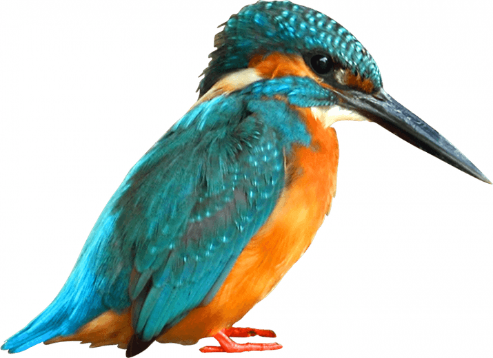Kingfisher Bird PNG