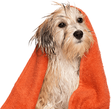 Bath Dog PNG