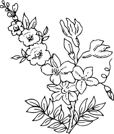 Drawing Of Flowers PNG