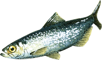 Bait Fish PNG