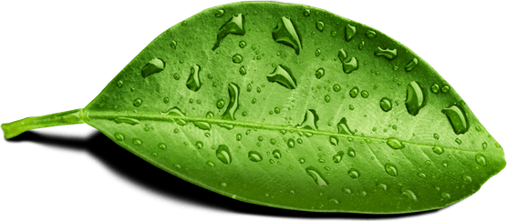 Water Leaf PNG
